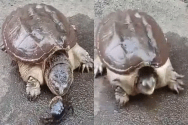 TURTLE