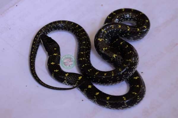 Rare breed snake