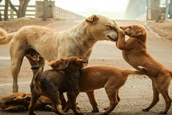Animal Protection Act