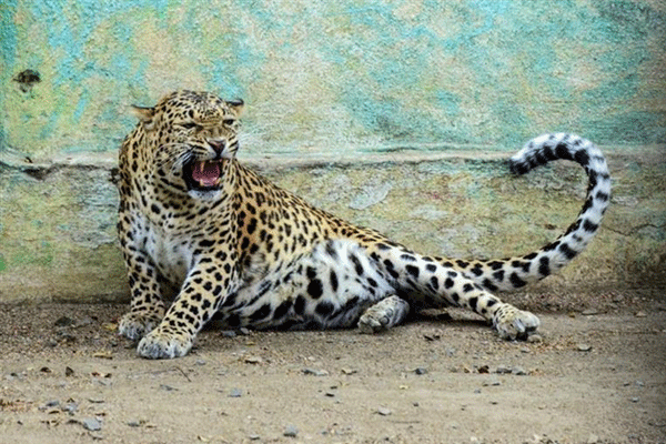 Leopard enters Delhi Leopard enters Delhi