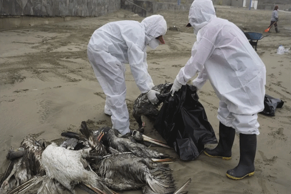 BIRD FLU BIRD FLU