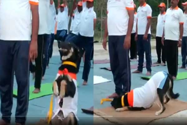 dog yoga with soldiers dog yoga with soldiers