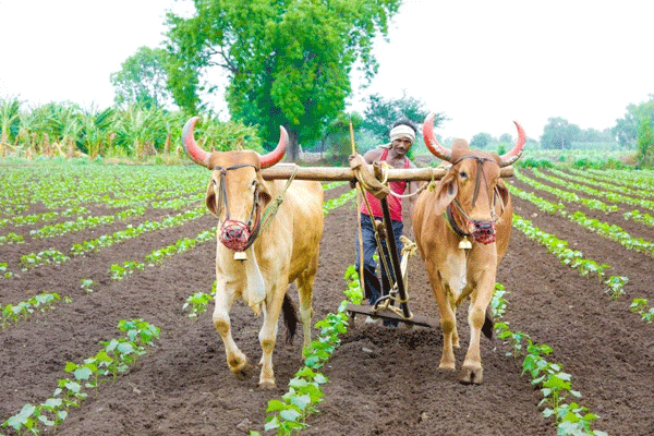 farmer