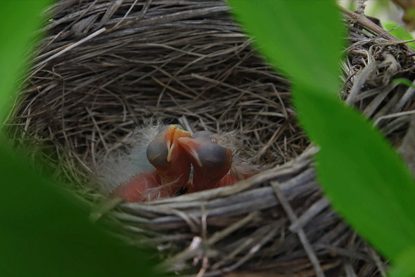 nest nest