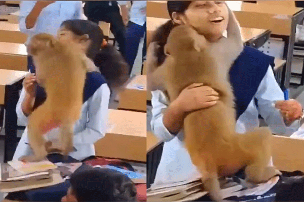 monkey viral video