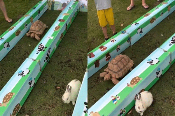 race between tortoise and rabit