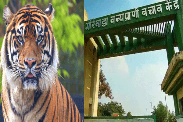 tiger tiger