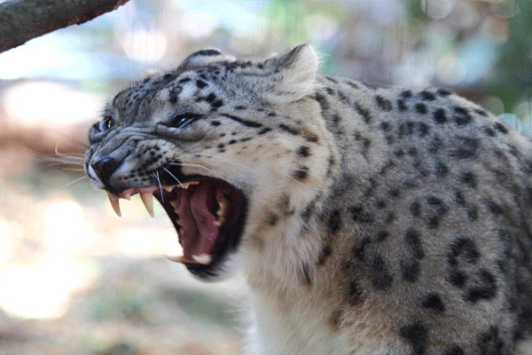 Snow leopards Snow leopards