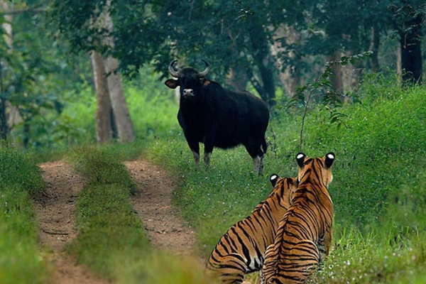 shetshivar
