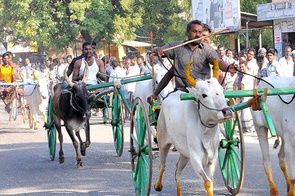 ola drought Maharashtra, congress bullock cart rally, babhulgaon protest, farm loan waiver demand, crop compensation Maharashtra, cotton MSP demand, soybean rate demand, tur MSP demand, vasant purke protest, balasaheb mangulkar rally, Maharashtra farmer agitation, tehsil office protest, drought relief protest India, babhulgaon congress protest, satbara document clean, farmer subsidy Maharashtra, congress farmer rally, rural protest Maharashtra, crop loss compensation demand, Devendra Fadnavis memorandum