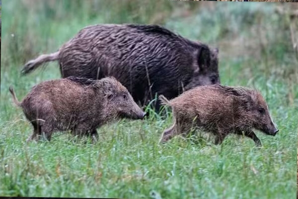 allow-people-to-eat-wild-pork