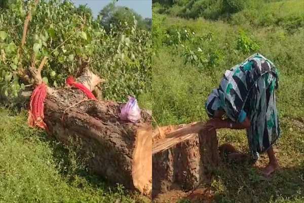 TREE CUTTING