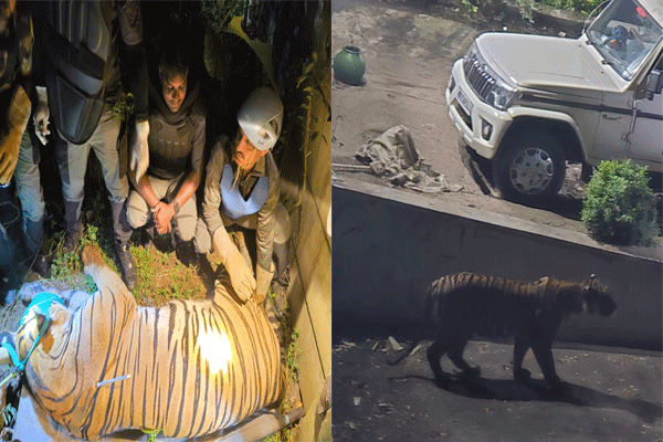 Tiger attack in Gondia, tiger caught in the Collectorate area