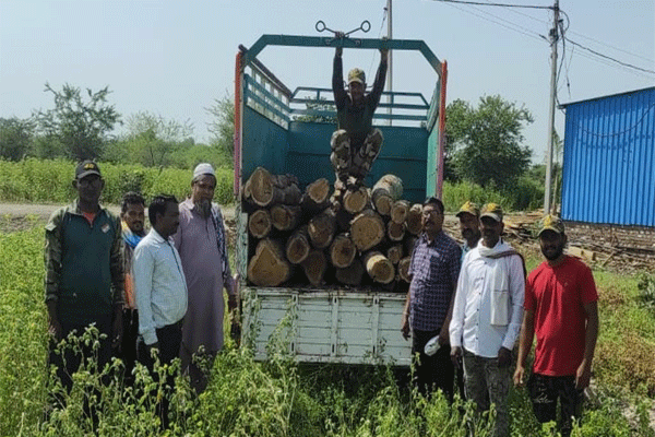 illegal teak wood transportation
