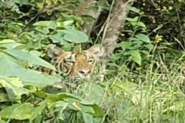 Bor tiger project, Bor tiger BTR-3 Katrina, tiger cubs Bor wildlife, Bor tiger sighting, Bor biodiversity, Bor jungle safari, Bor wildlife conservation, Bor forest area, Bor tiger reserve, Wardha tiger project, tiger sightings October 2025, Bor tiger safari tourists, Bor wildlife tourism, Bor forest visitors, tiger conservation Maharashtra, Bor tiger project opening, monsoon wildlife sightings, Diwali holiday wildlife tourism, Bor jungle safari crowd, celebrity visits Bor forest