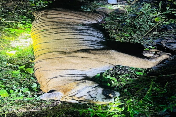 tiger-dies-in-train-collision
