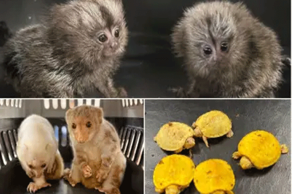 wildlife trafficking Mumbai airport, exotic animals smuggling