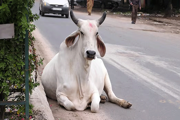 Ghazipur cow smuggling scandal