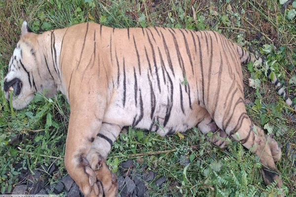 tiger death railway accident 