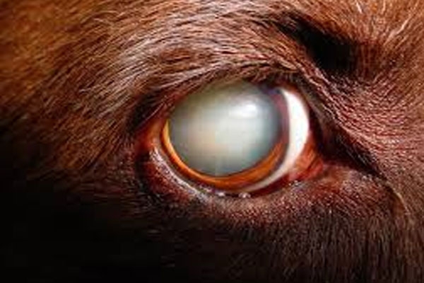 Animals also suffer from cataract