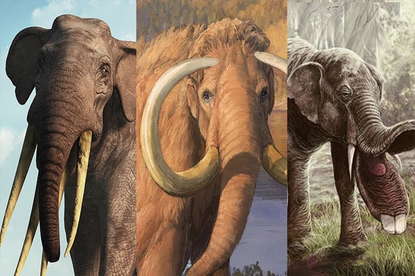 Elephants used 4 million years ago