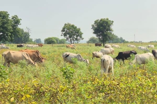 Cows abandoned in soybeans