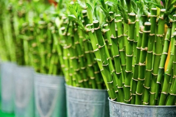 boost for the bamboo industry boost for the bamboo industry