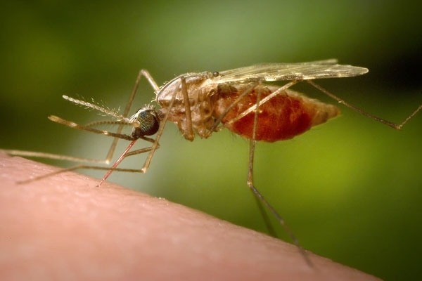 Chikungunya virus in New York Chikungunya virus in New York