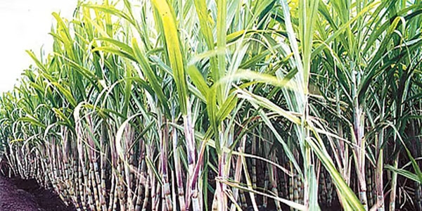 sakhar
