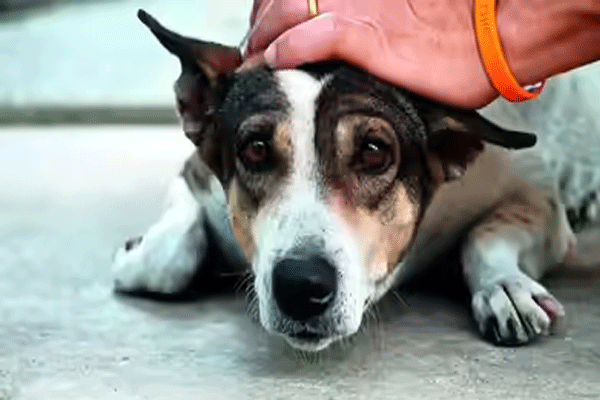 Sexual assault on stray dog ​​in Pune