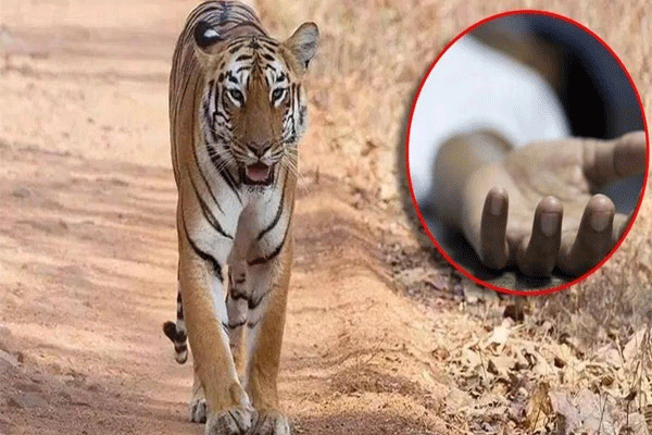 वाघाच्या हल्यात शेतकरी ठार