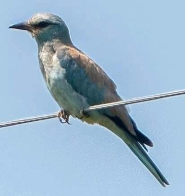 tadoba-european-roller tadoba-european-roller