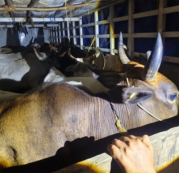 wardha-cattle-killing