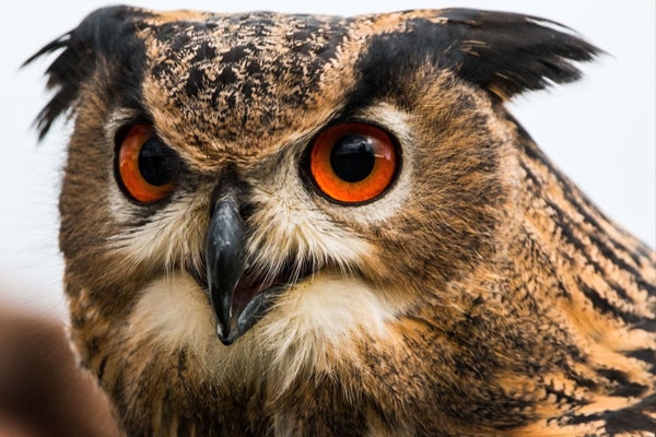 The importance of the owl