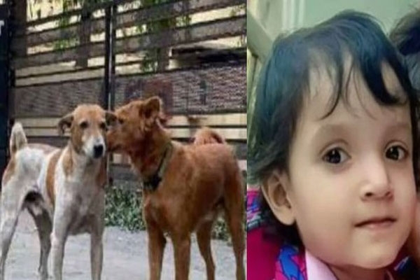 dog-attacks-girl-jalna