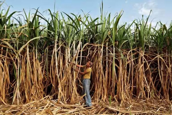 government-sugarcane-price government-sugarcane-price