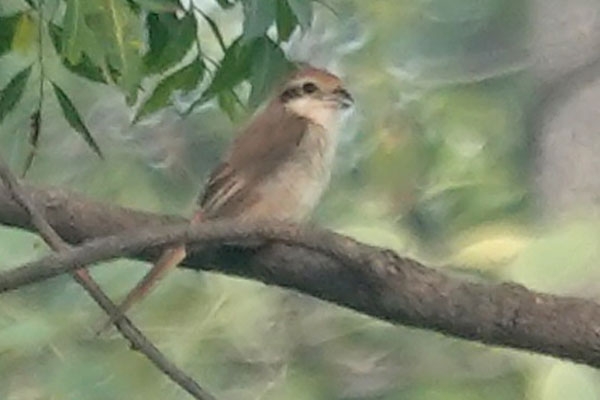 Brown Butik in Wardha