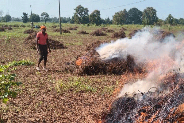 farmer burns soybean crop