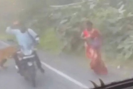 मूल-चंद्रपूर मार्गावर वाघिणीची दहशत कायम