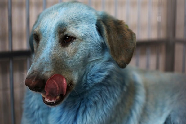 Stray dogs in Ukraine are blue