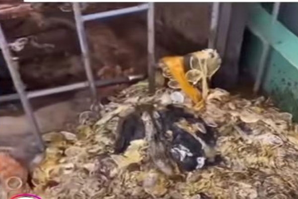 condom-pipeline-video condom-pipeline-video