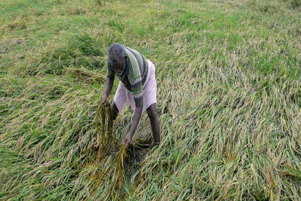 wardha crop damage