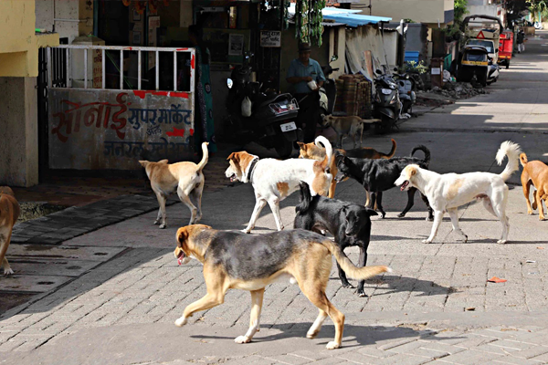 भटक्या कुत्र्यां भटक्या कुत्र्यां