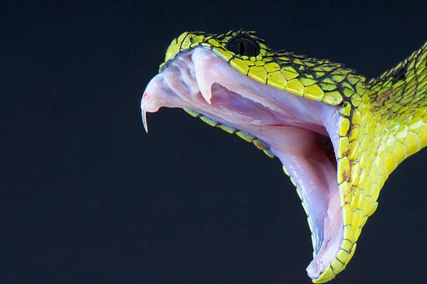 Snake bites Talatha himself
