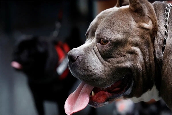 ban-on-6-dog-breeds-chandigarh ban-on-6-dog-breeds-chandigarh