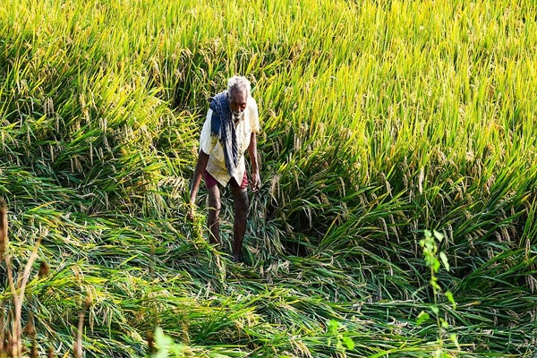 son-pays-off-290-farmers-loans-surat son-pays-off-290-farmers-loans-surat