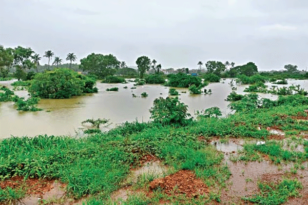 Yavatmal heavy rainfall, unseasonal rain Maharashtra, retreating monsoon, soybean crop damage, cotton crop loss, farmers compensation demand, Umarkhed rainfall, Mahagaon taluka floods, crop assessment, agricultural crisis Vidarbha, Kharif season damage, waterlogging in villages, rain-hit farmers Maharashtra, government aid demand, soybean sprouting issue, cotton quality loss, fungal infection crops, excessive rain impact, farmers financial distress, Vidarbha unseasonal rain