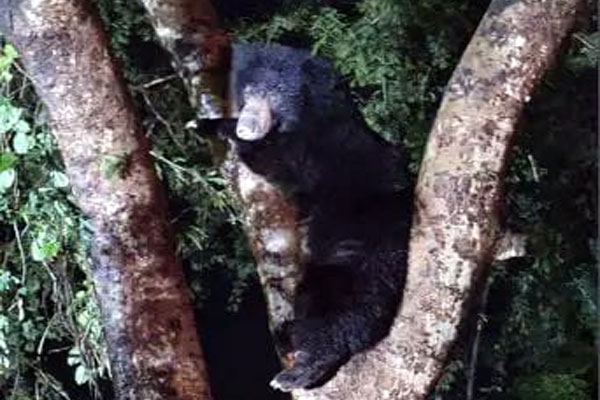 bear climbed straight up tree