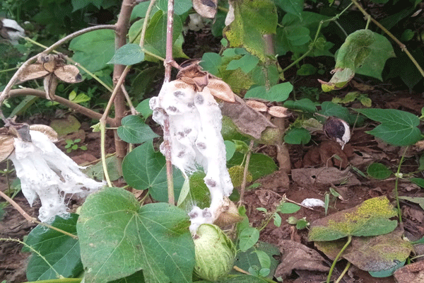 Akola crop compensation  Akola crop compensation