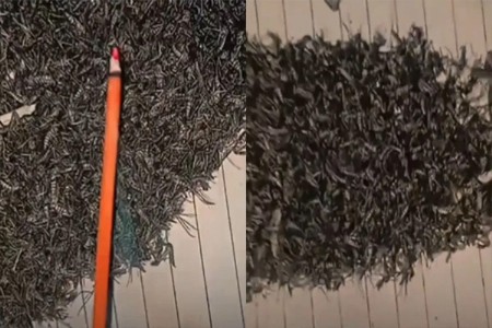 VIDEO: अगरबत्ती पेटवली, गोळा केले आणि केले अंतिम संस्कार!